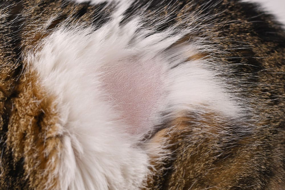 Close-up of a cat’s fur showing a patch of missing hair, revealing pink skin beneath, surrounded by brown, black, and white fur.