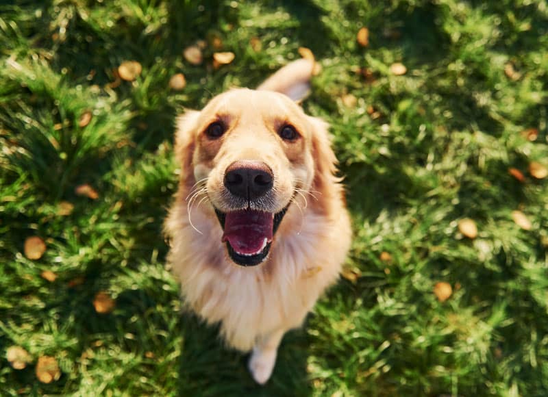 A golden retriever sits on green grass, looking up with a happy, open-mouthed expression. Sunlight highlights its fur, and scattered small leaves are visible around.