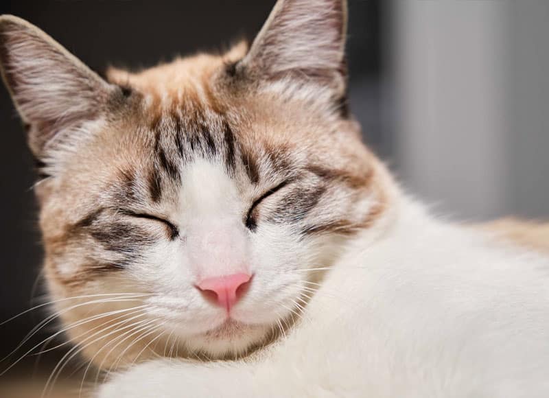 A close-up of a cat with cream, brown, and white fur, eyes closed, and a pink nose, appearing relaxed and content.