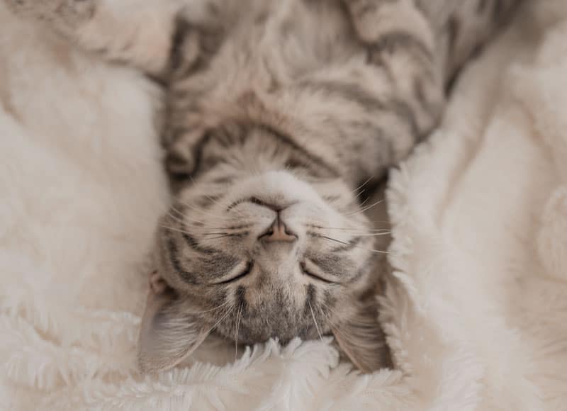 A grey tabby kitten lies on its back, eyes closed, sleeping peacefully on a soft, white, fluffy blanket.