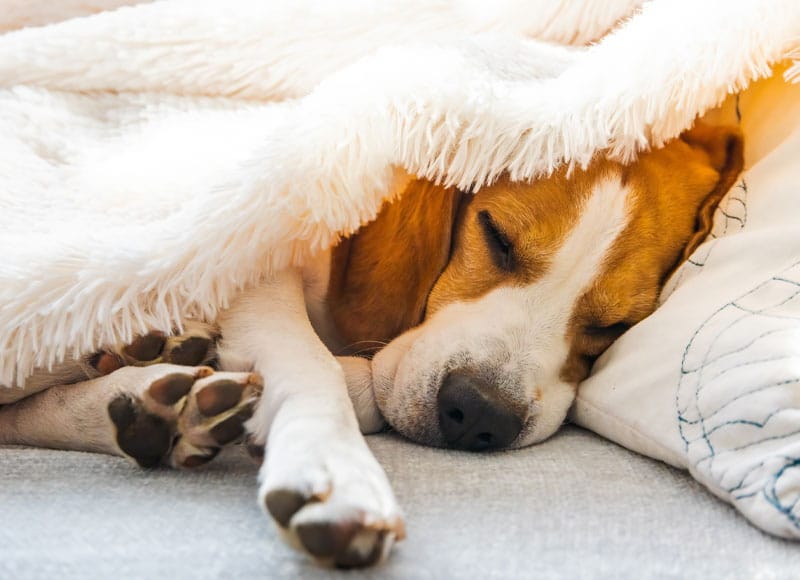 A brown and white dog sleeps peacefully under a fluffy white blanket, resting its head on a pillow.