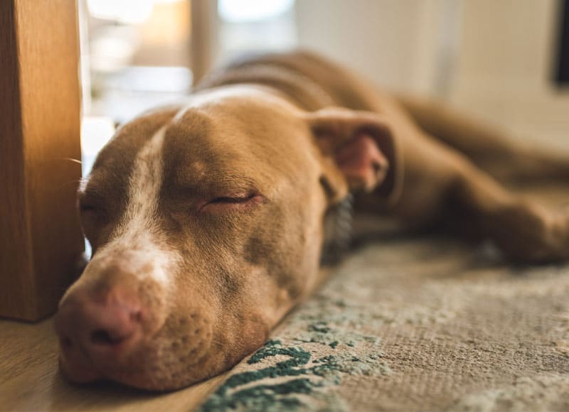 A brown dog with a white stripe on its face is sleeping on a rug, lying next to a wooden surface in a warmly lit room.