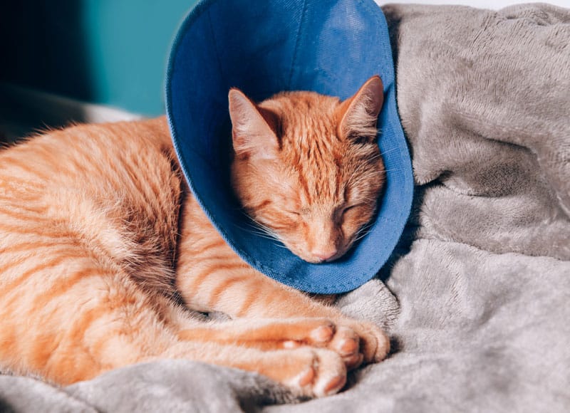 An orange tabby cat wearing a blue cone collar sleeps on a soft gray blanket.