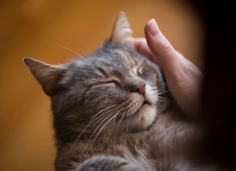 A close-up of a gray cat with closed eyes, relaxing while being gently petted on the head by a person’s hand.