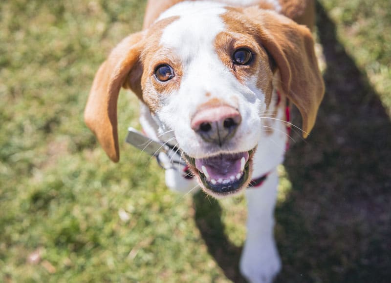 A happy brown and white dog with floppy ears looks up at the camera, mouth open as if smiling, standing on green grass in bright sunlight.
