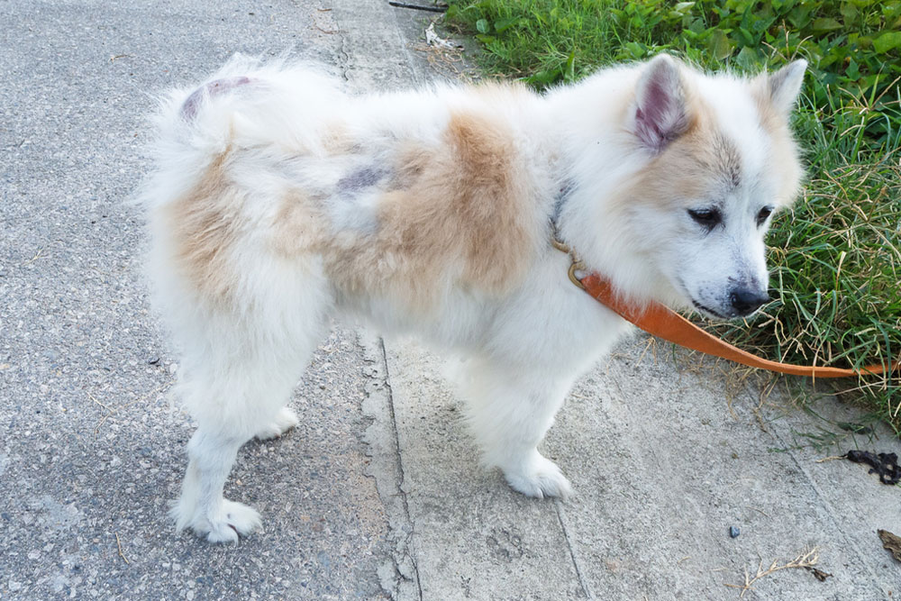 A fluffy white and light brown dog with patchy fur stands on a sidewalk near grass, wearing a collar and leash.