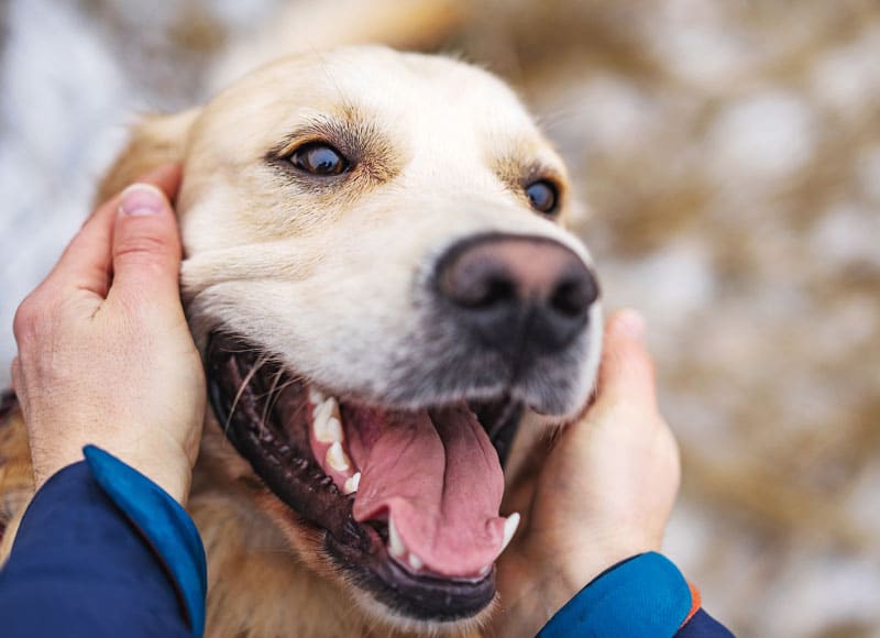 A close-up of a happy golden retriever with its mouth open, being gently held by a person wearing a blue jacket.