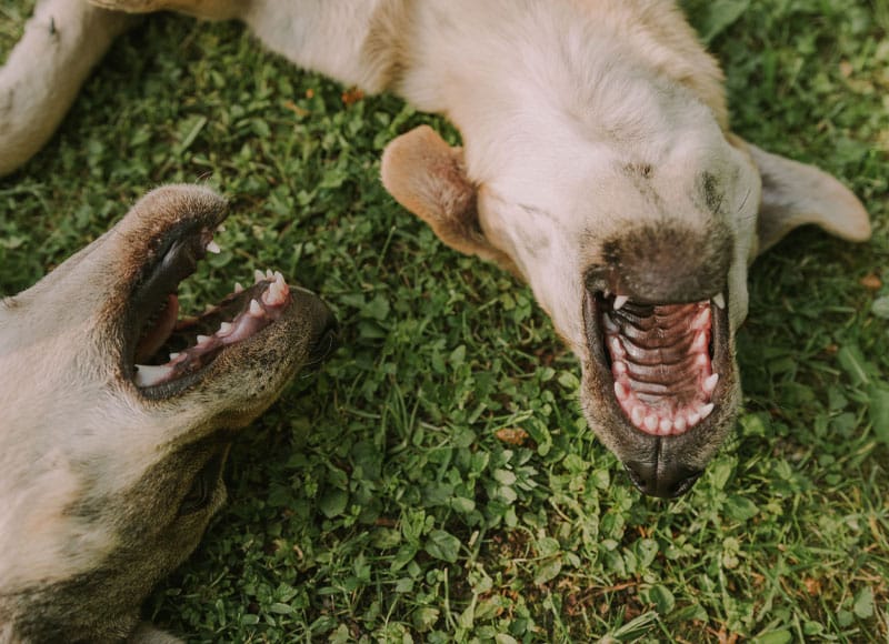 Two dogs lying on their backs on grass, facing each other with mouths open, showing their teeth.