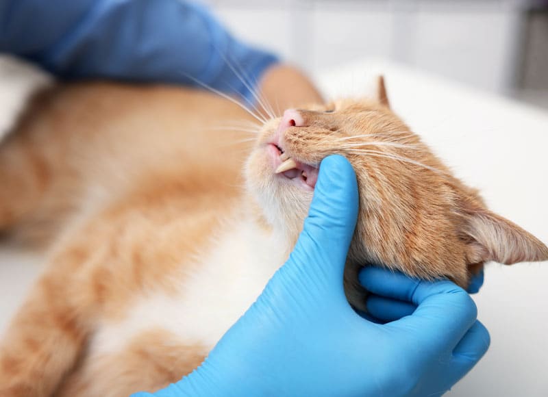 A person wearing blue gloves examines an orange cat’s teeth, gently lifting its cheek. The cat appears calm and is lying down on a white surface, likely at a veterinary clinic.