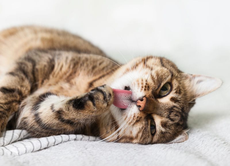A brown tabby cat lies on a soft surface, licking its front paw while looking relaxed and content.
