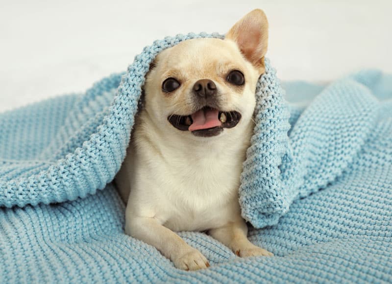 A small, light-colored chihuahua lies on a soft blue knitted blanket with part of the blanket draped over its head. The dog looks at the camera with its mouth slightly open and one ear sticking up.