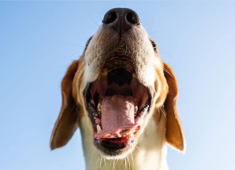 Close-up, low-angle view of a dog with its mouth open wide, tongue out, and nose prominent against a clear blue sky.