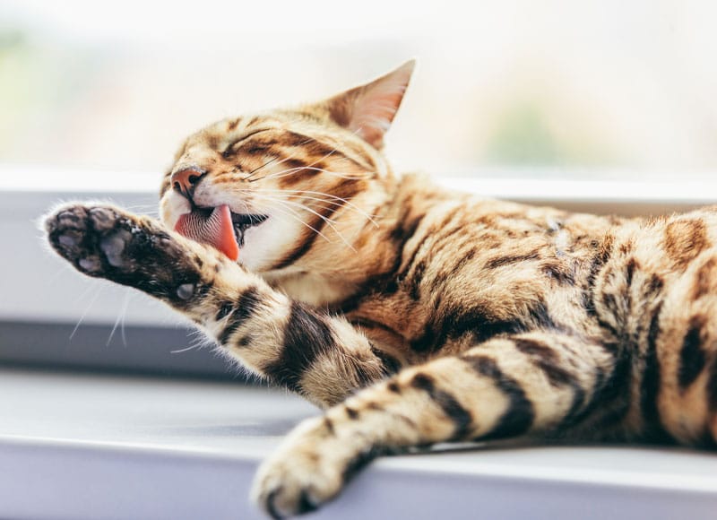 A Bengal cat lies on a windowsill, grooming itself with its tongue out while licking its front paw. Its eyes are closed, and sunlight is shining in through the window behind it.